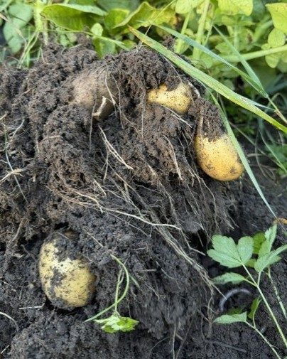 Potatis